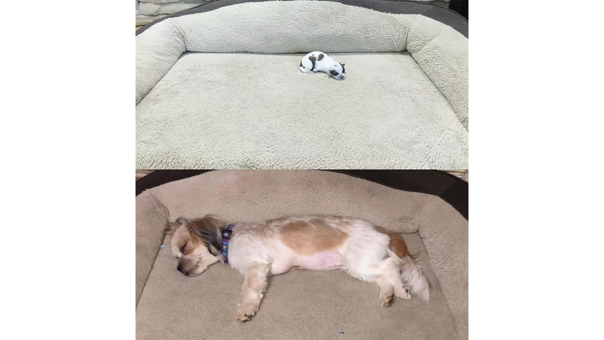    Гуппи проделала большой путь, прежде чем стать сильной собакой