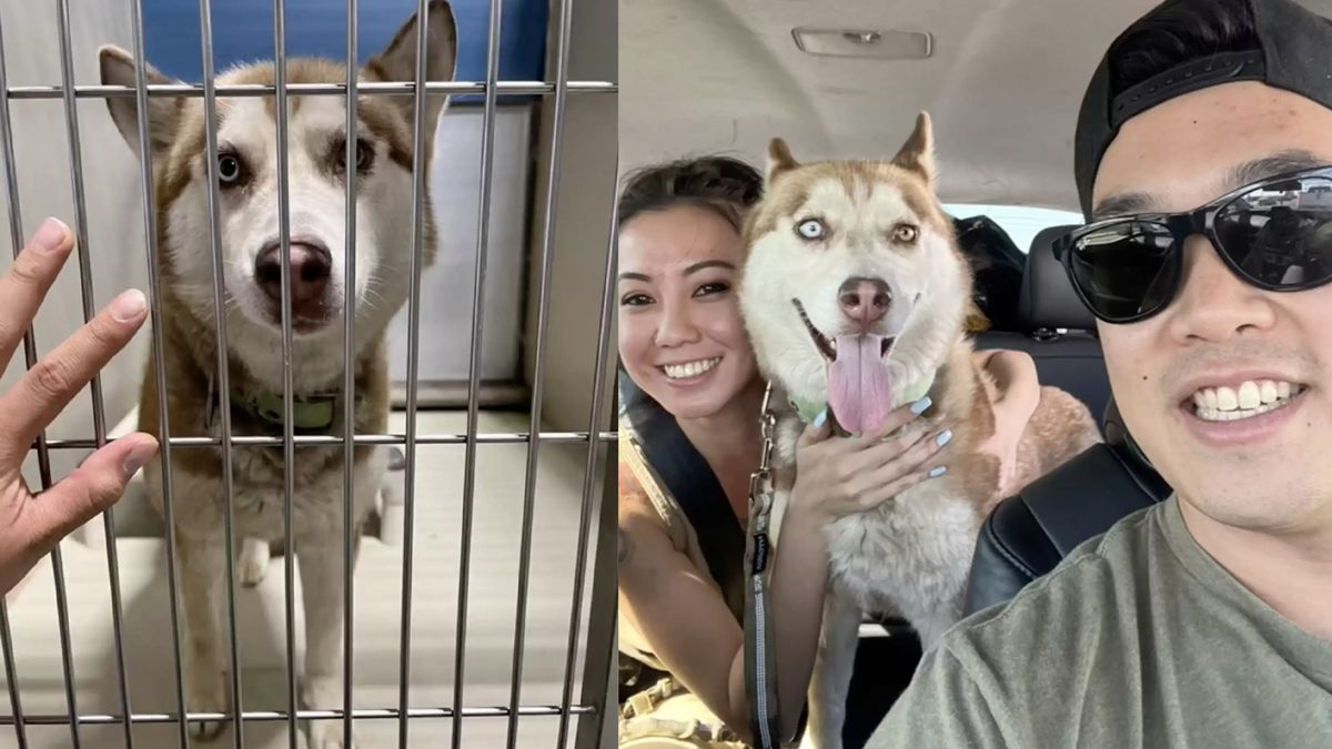    Пара забрала хаски из приюта