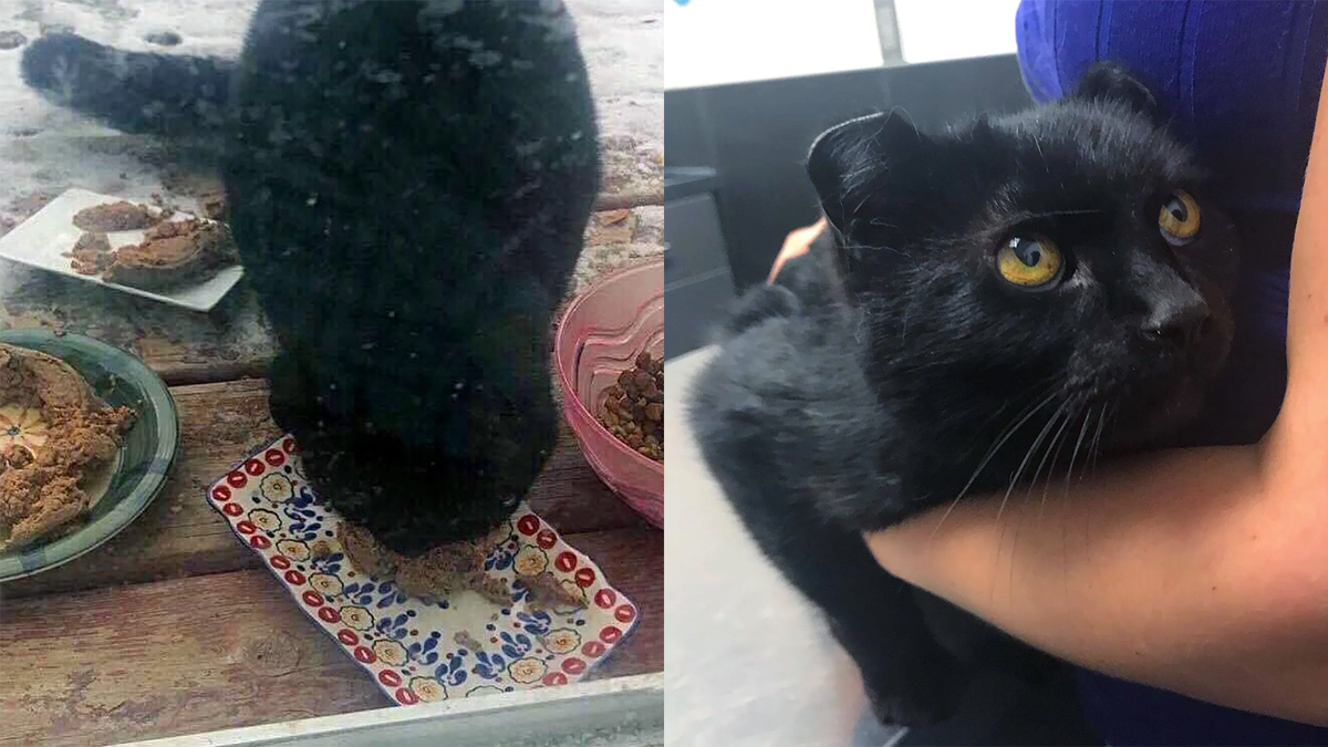 Обмани кота. Коты уличные Кацивели