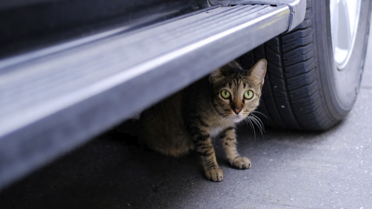    Испуганный кот на проезжей части