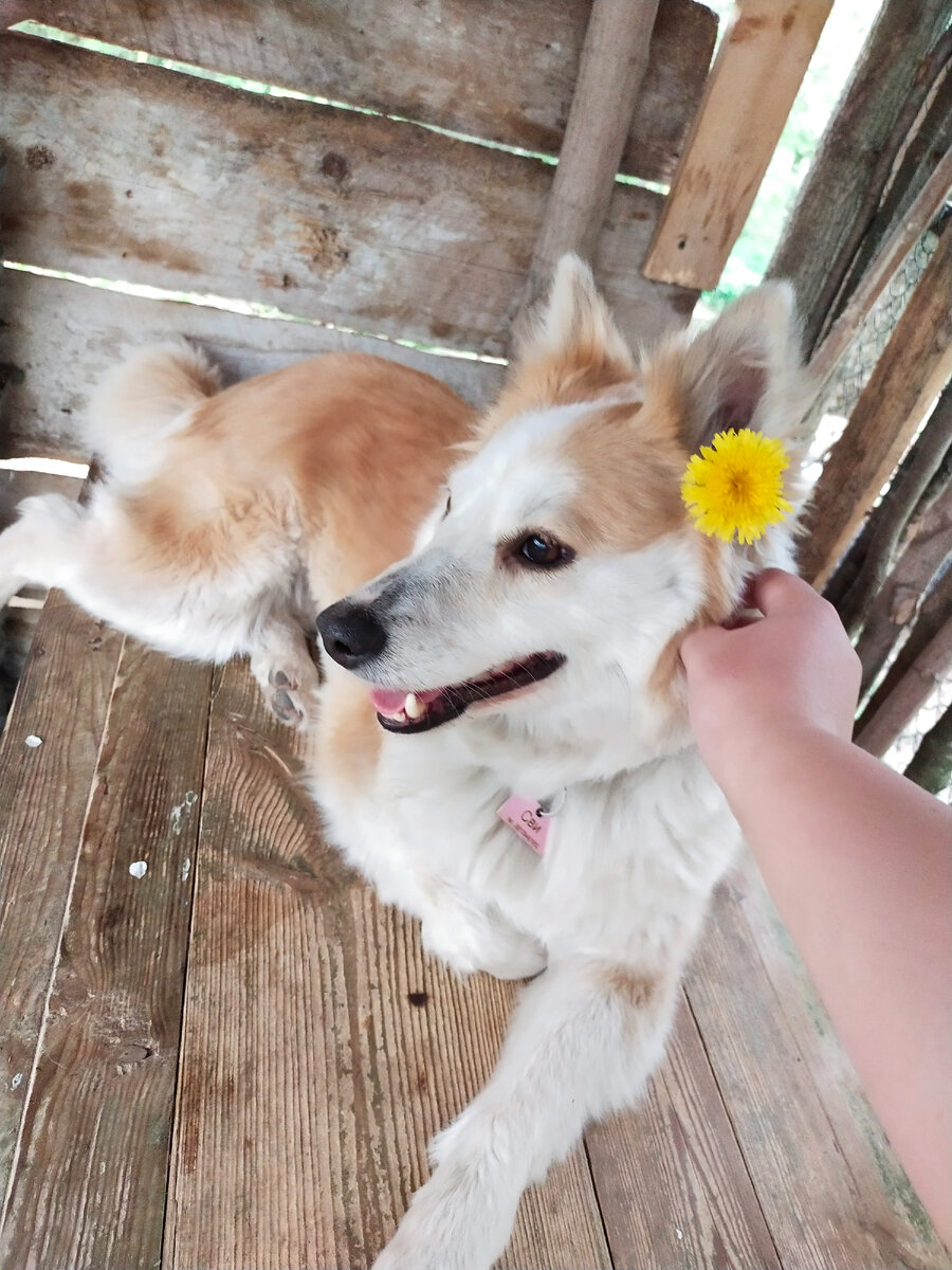 Моя собака Свиша 