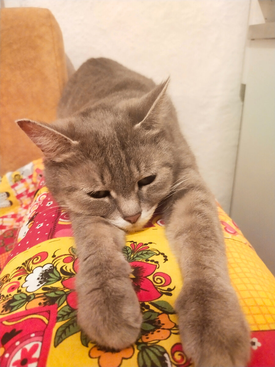 Это моя кошка Сара