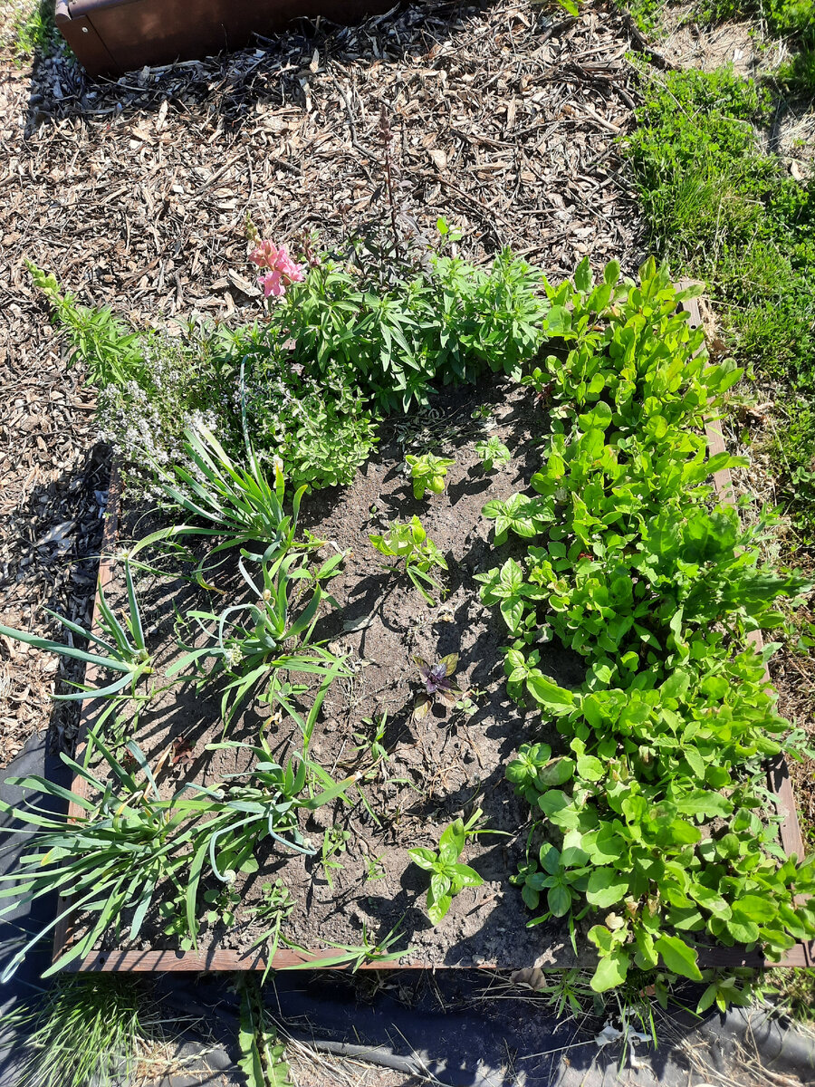 Так выглядела в 2022 году моя грядка с пряными и не только травами