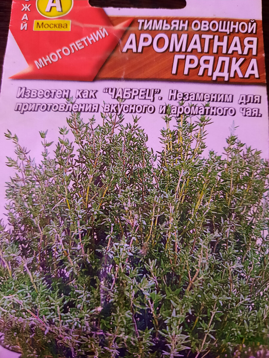 Вот из этих семян я вырастила свой тимьян.