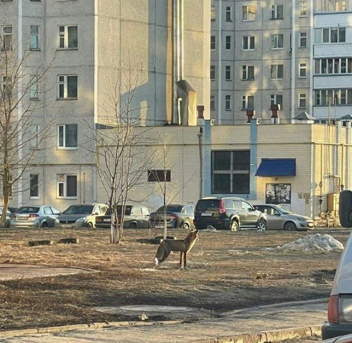 ТОП самых ярких событий ЦФО: охота на мигрантов и енота, утонувший пляж,  