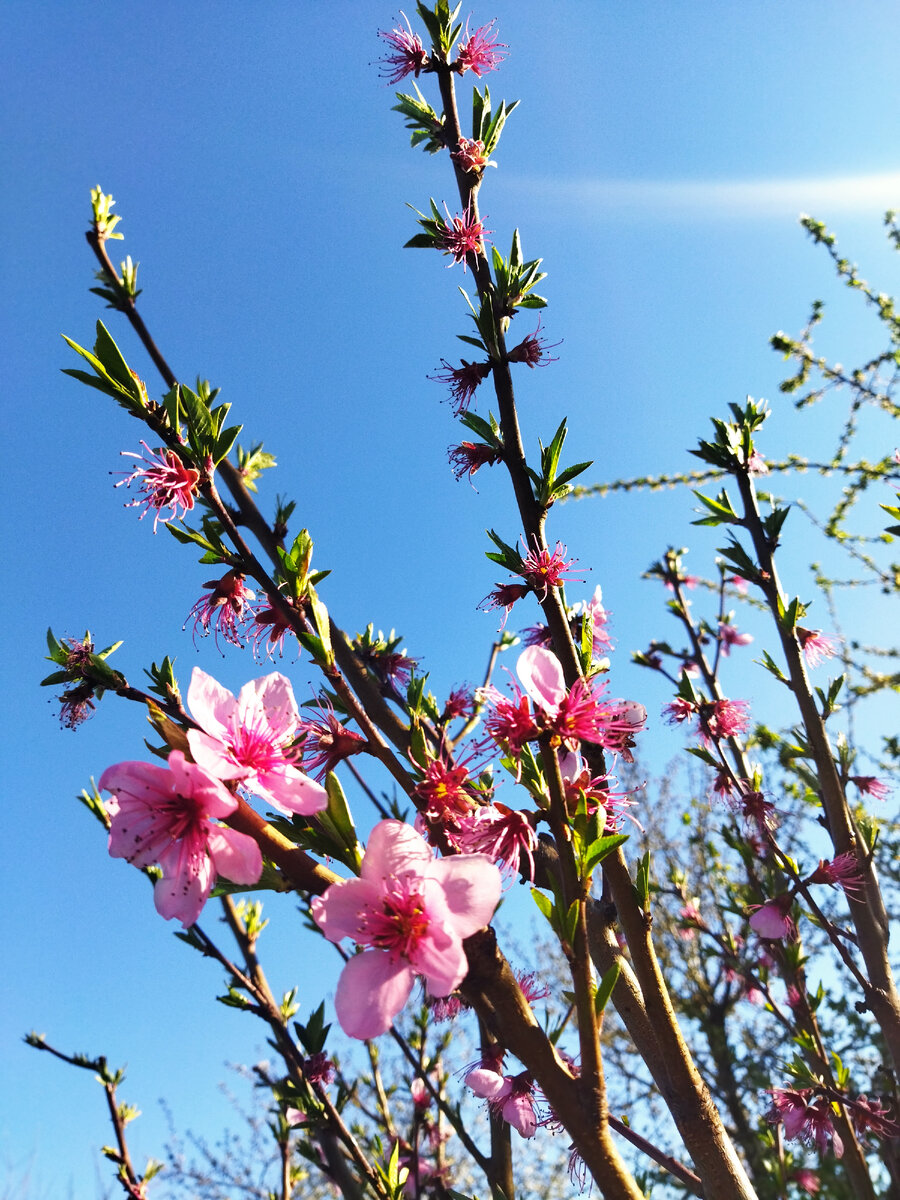 Зацветающий персик. Станица Раевская.