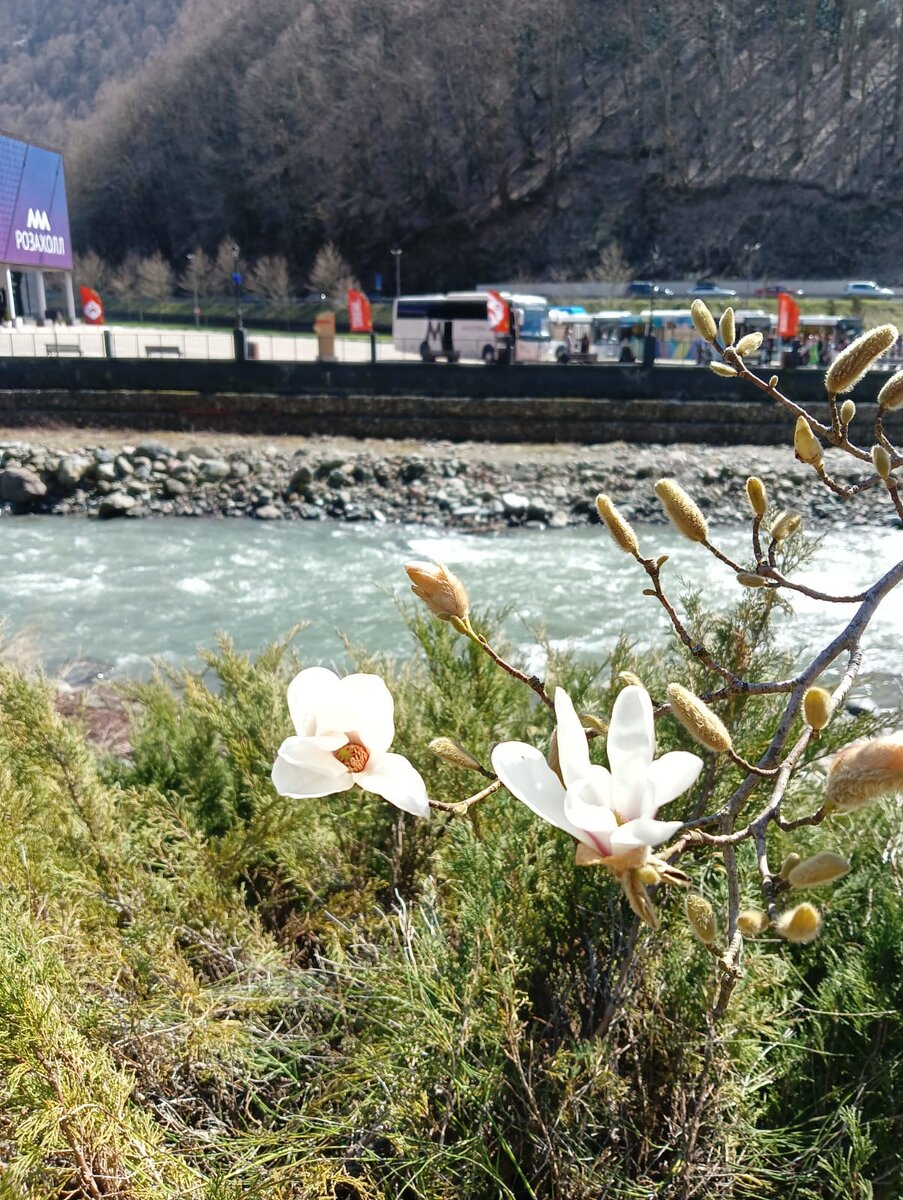 Весна в Красной Поляне