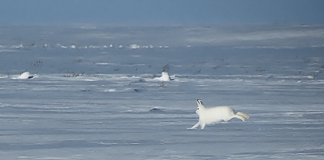 Пай-Хой. Как выглядит самый северный сегмент Урала из учебника географии?