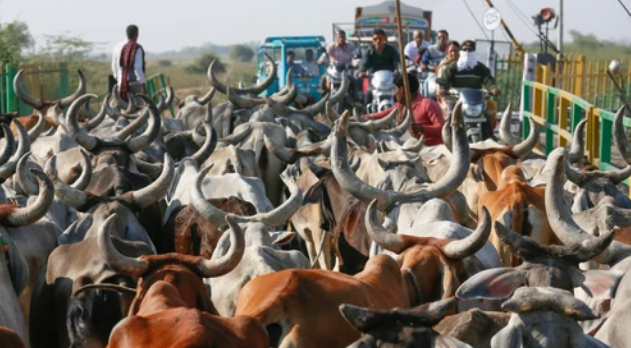 Коровы создали проблему на железнодорожном переезде, очень по-индийски