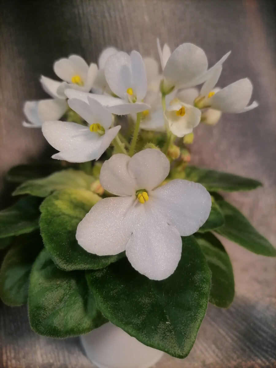 Фиалка НД-Мышиный Король(Н. |Данилова-Суворова)