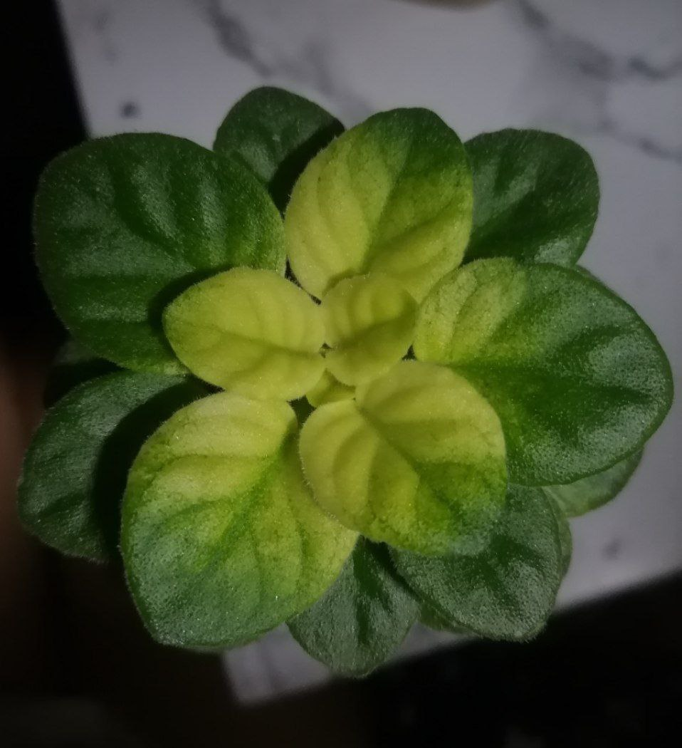 Детка НД-Мышиный Король(Н. Данилова-Суворова)