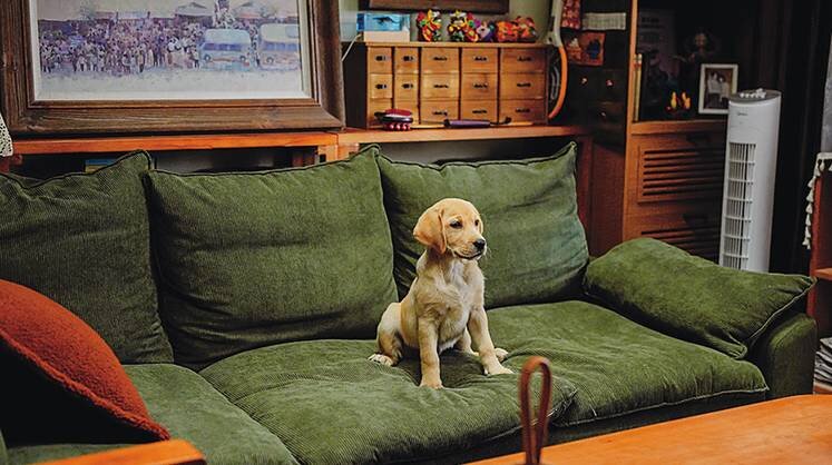    WORLD PICTURES «Собачья жизнь: друзья навек» — история о том, как маленький щенок меняет жизнь каждого члена семьи к лучшему