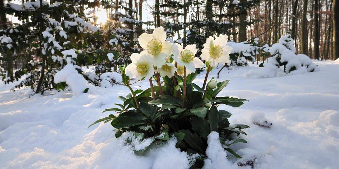 💖Небанальные первоцветы для весеннего сада. Растут сами, надо лишь посадить