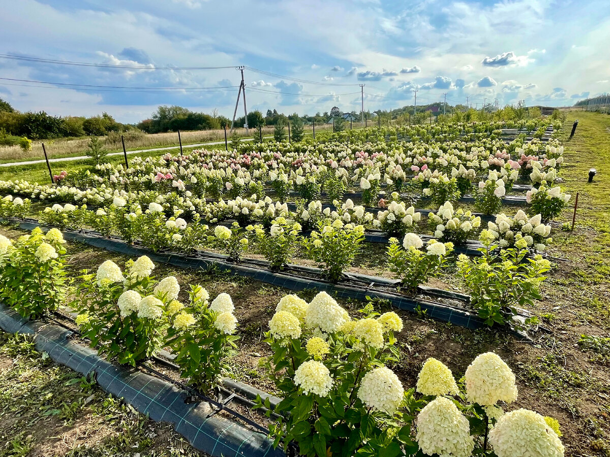 Вид на первое поле маточника гортензии у меня на плантации