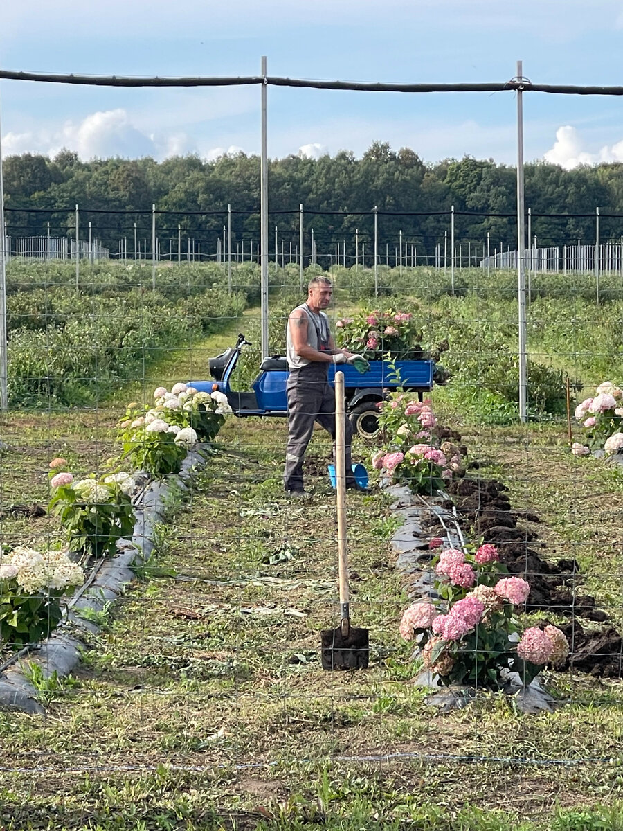 Константин досаживает выпавшие кусты древесной гортензии сорта Кендибел Баблгам
