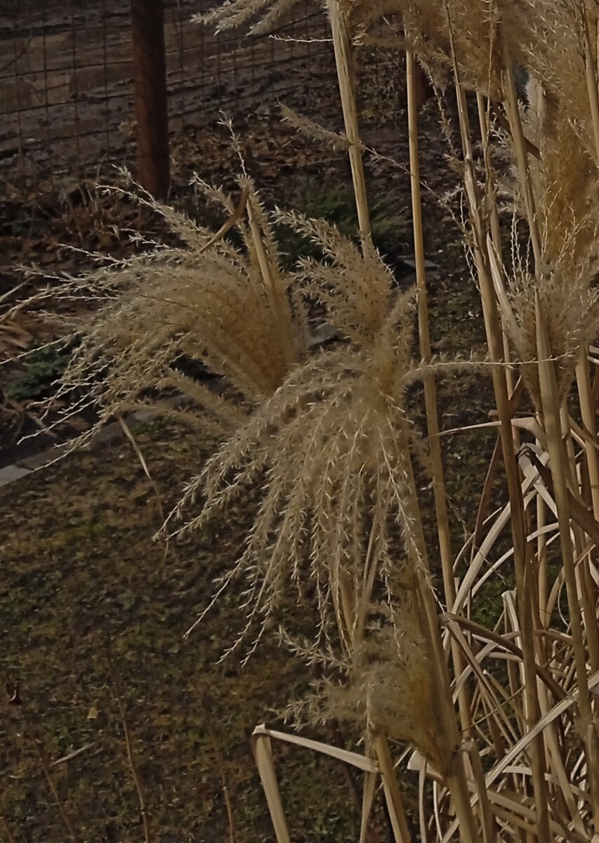 Метелочки вместо утреннего букета. 