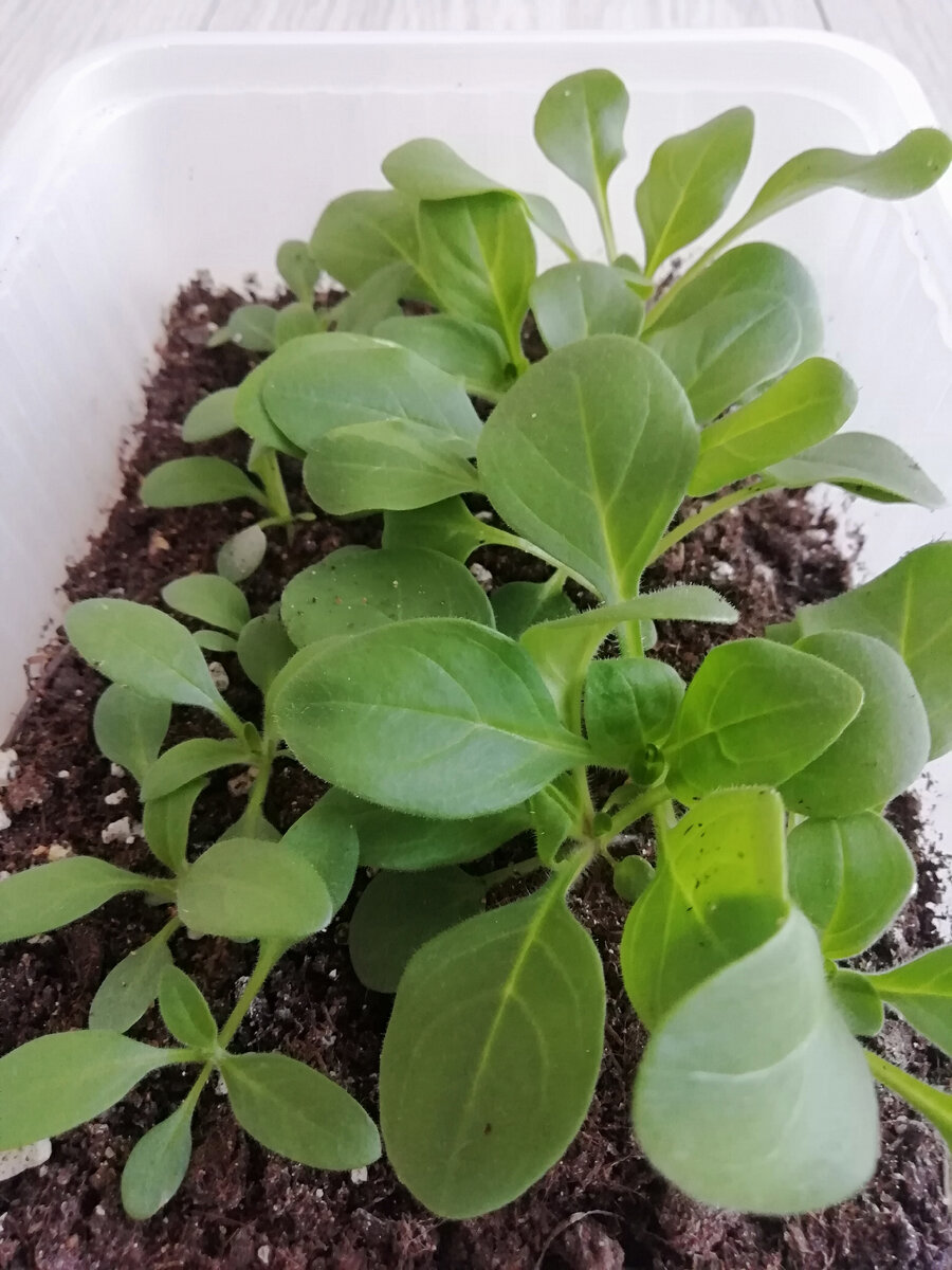 До пикировки