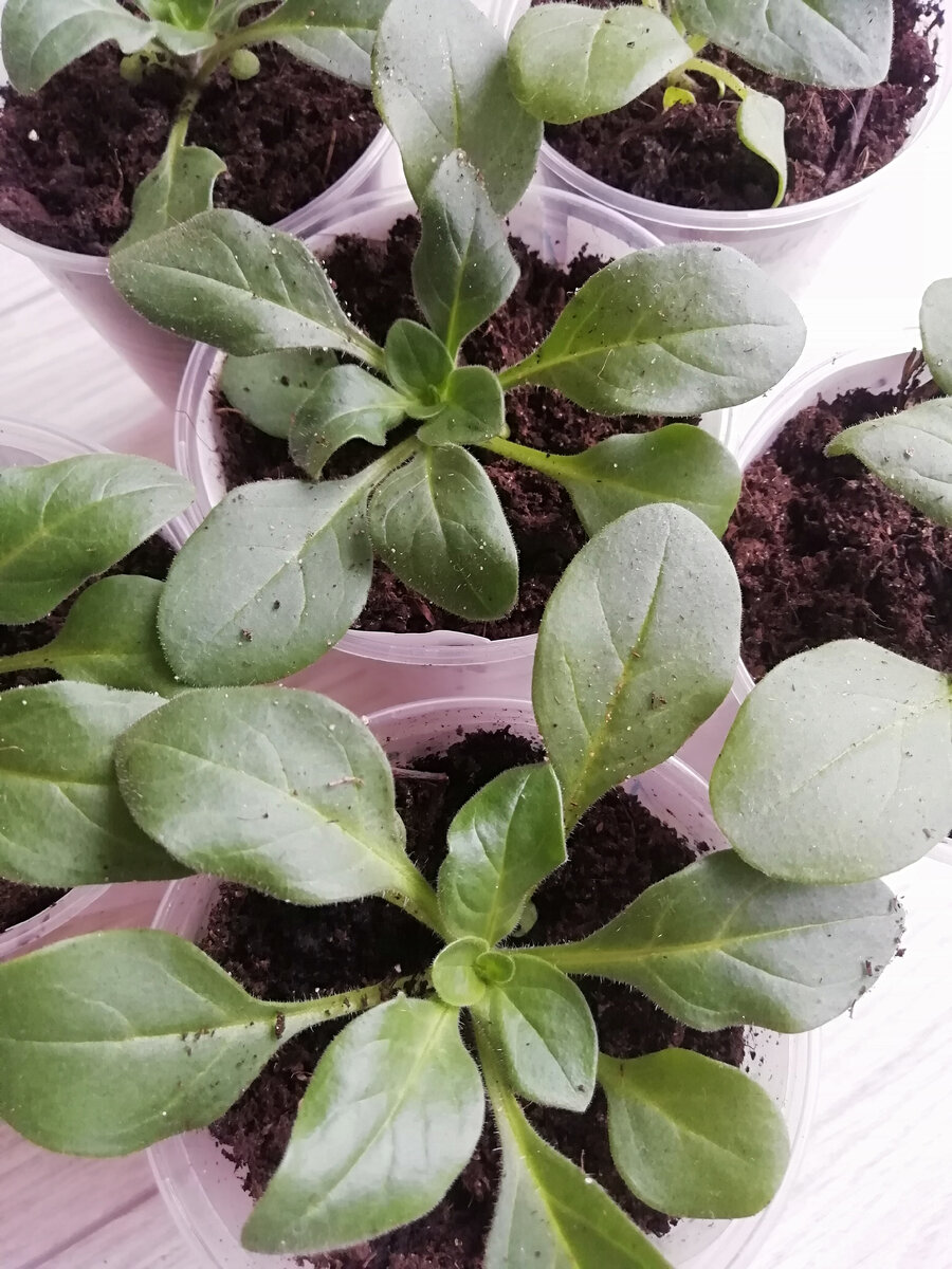 Прошло 5 дней после пикировки