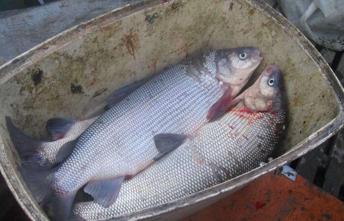 моттомо спринг. рыбак 64. рыбак 64. рыбалка на лодке пвх с мотором. рыбак 64.