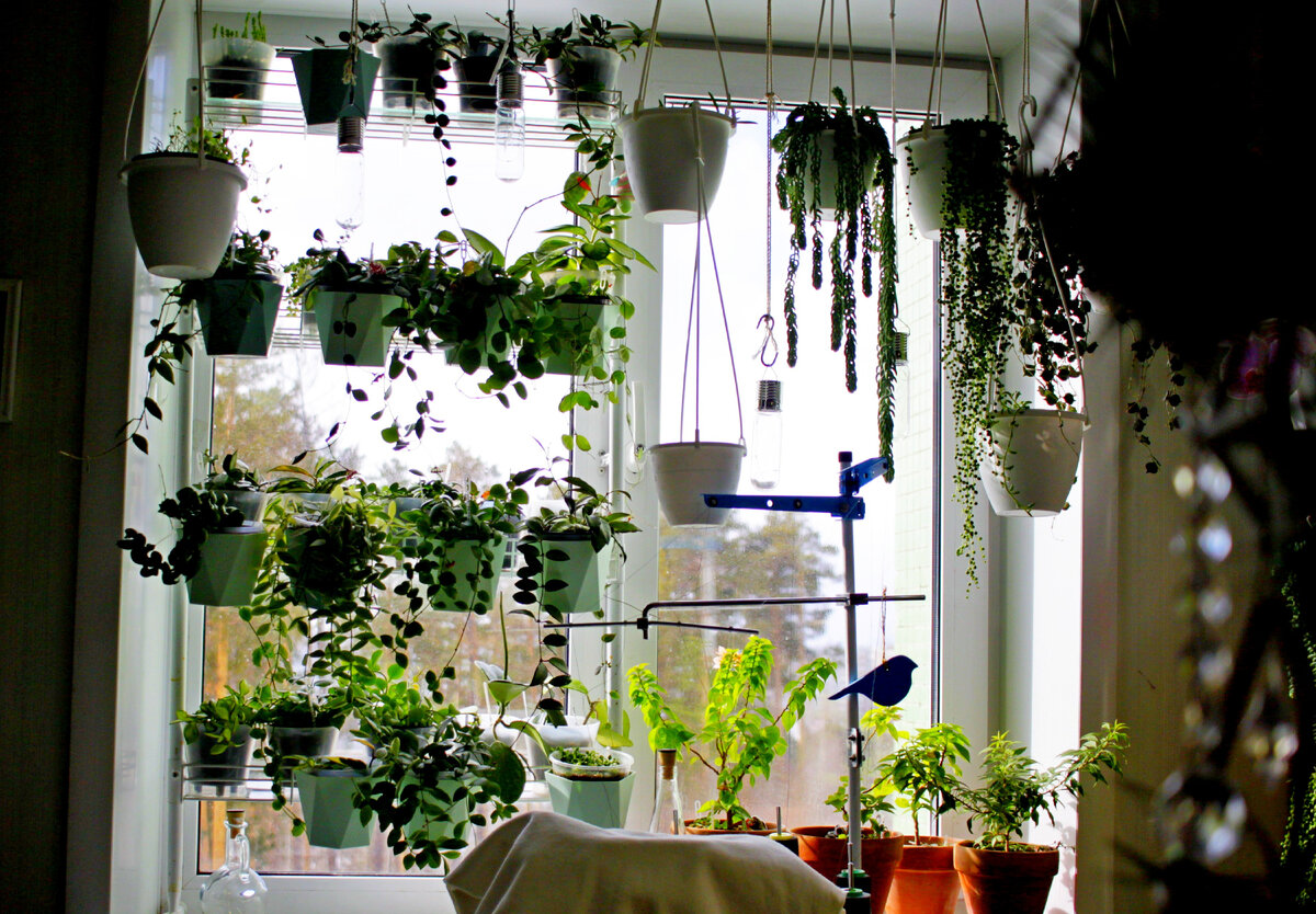 Фото и коллекция автора Masteritayaplants