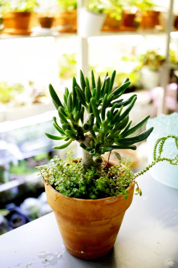 Фото и коллекция автора Masteritayaplants