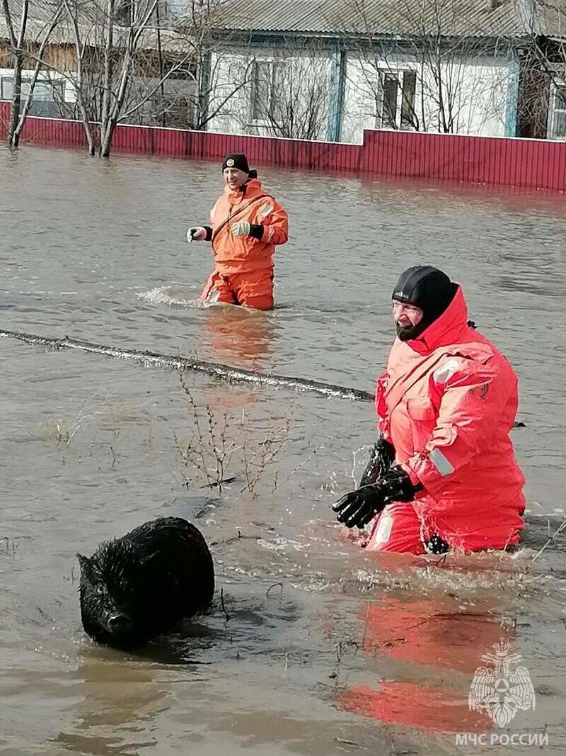 Затопленные дома, размытые дороги. Как Алтайский край тонет в талых водах |  amic.ru | Дзен