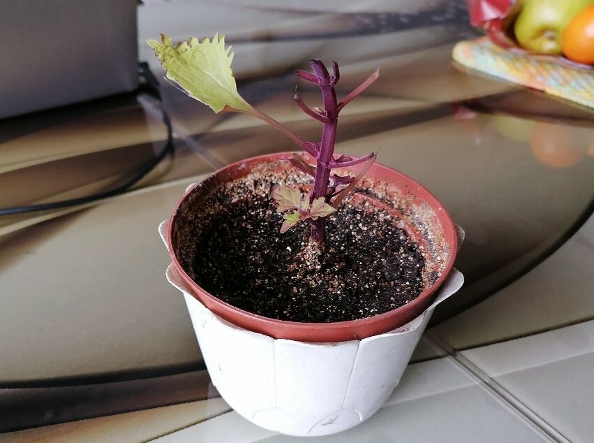 Полагаю, что этот колеус объела Малька, видимо она тоже решила перейти на ПП