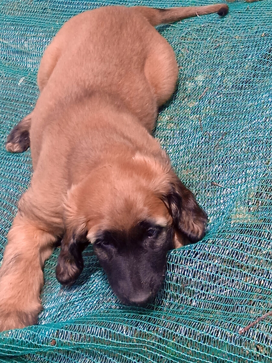 Хорошего человека должно быть много. Дуся беби