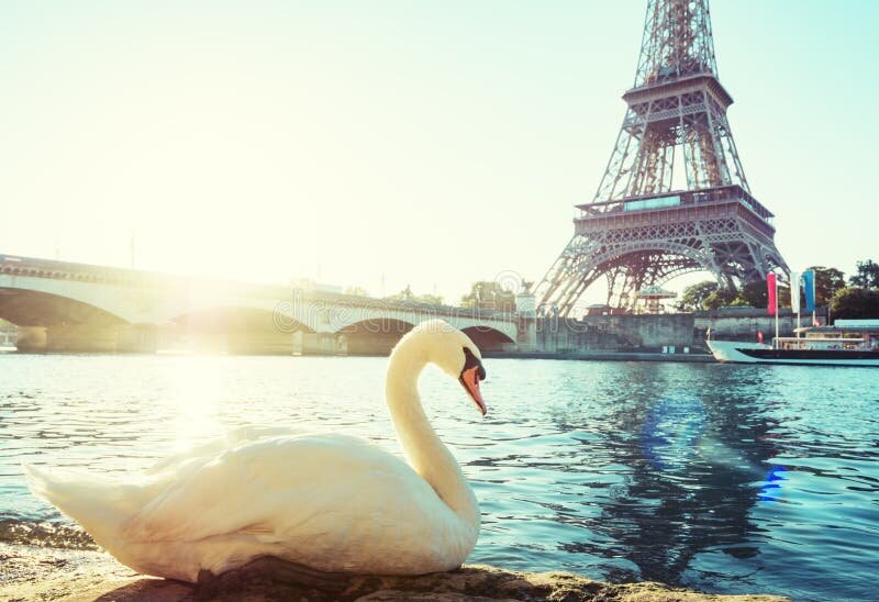Лебеди в Париже