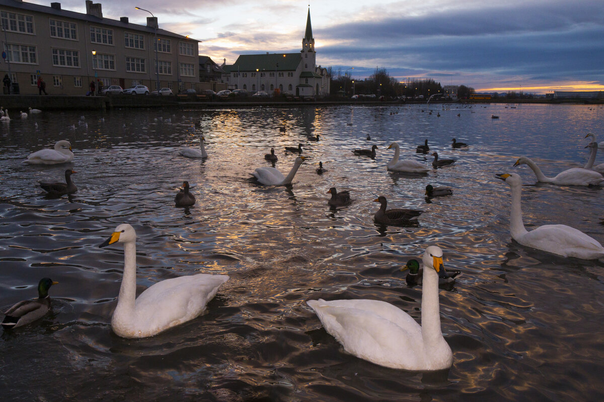 Лебяжий остров в Париже