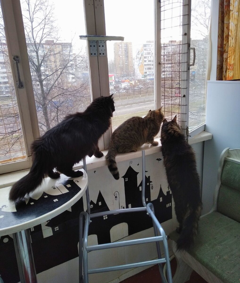 Голуби, вы где? 