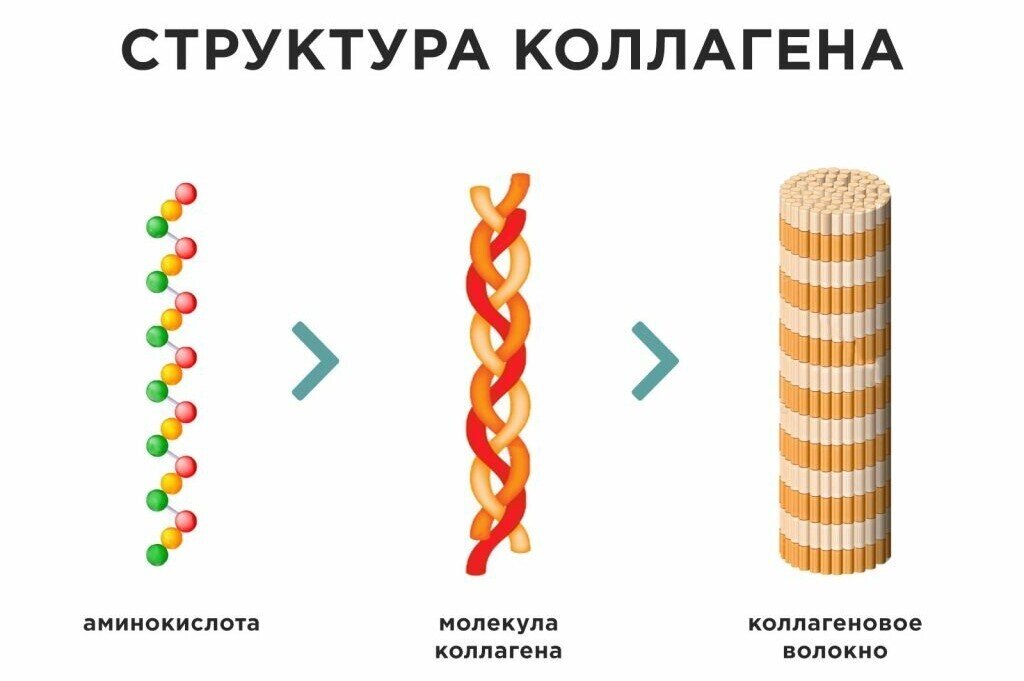  структура коллагена