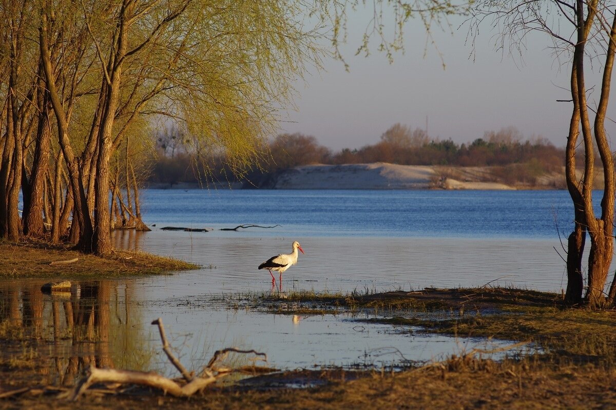 Яндекс. Открытый источник 