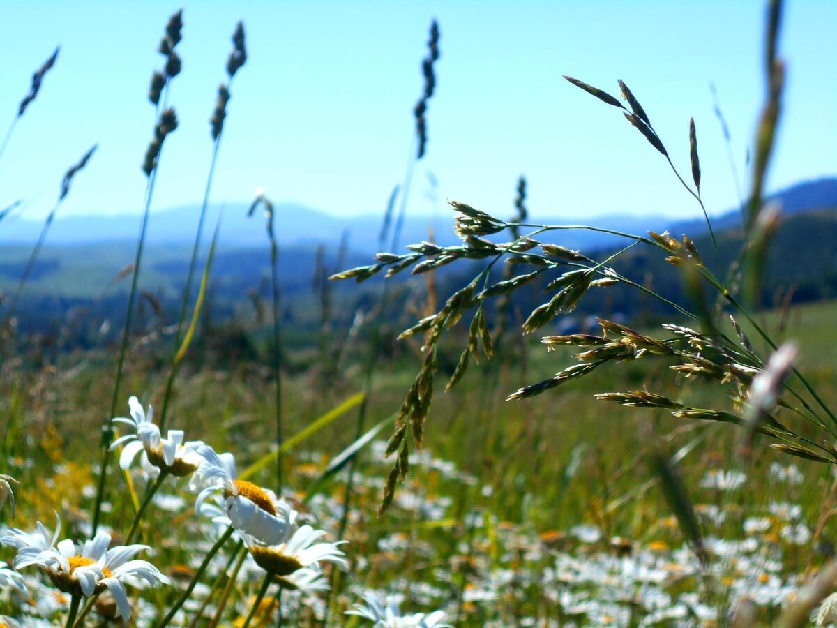 Фото автора. Алтай, Горная Колывань.