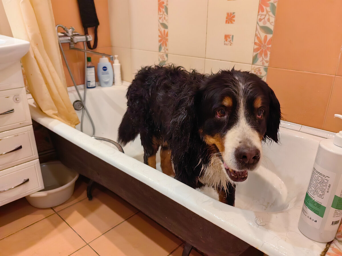 Тася после мытья