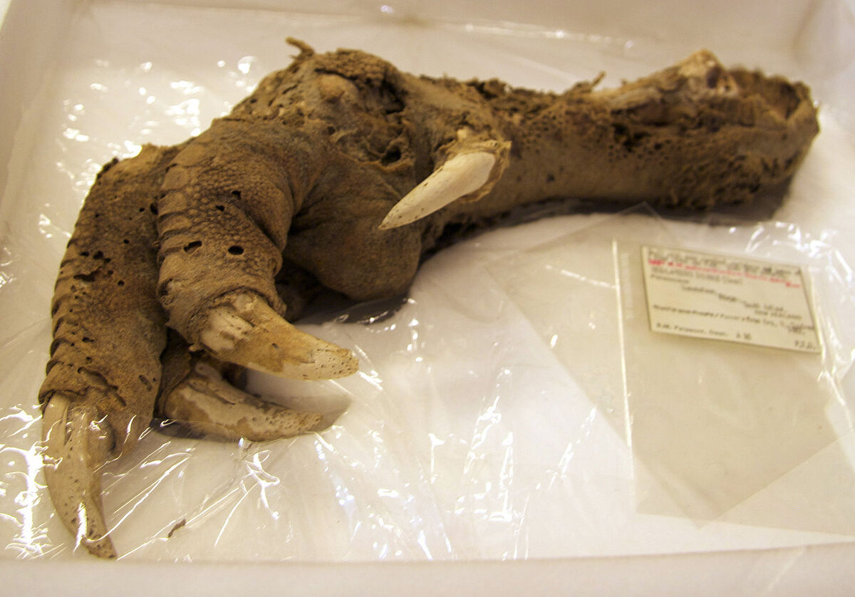 Лапа моа, найденная в ходе археологических раскопок. Изображение: Natural History Museum, Википедия.
