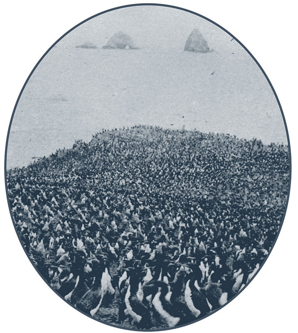 Гуанайские бакланы на острове Южная Чинча, 1907. Источник изображения: americanhistory.si.edu