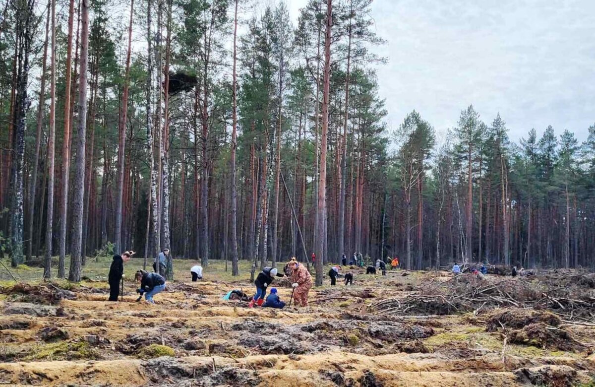 Чтобы деревья были большими | Газета 