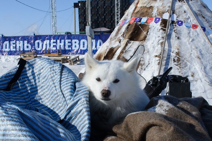    День оленевода