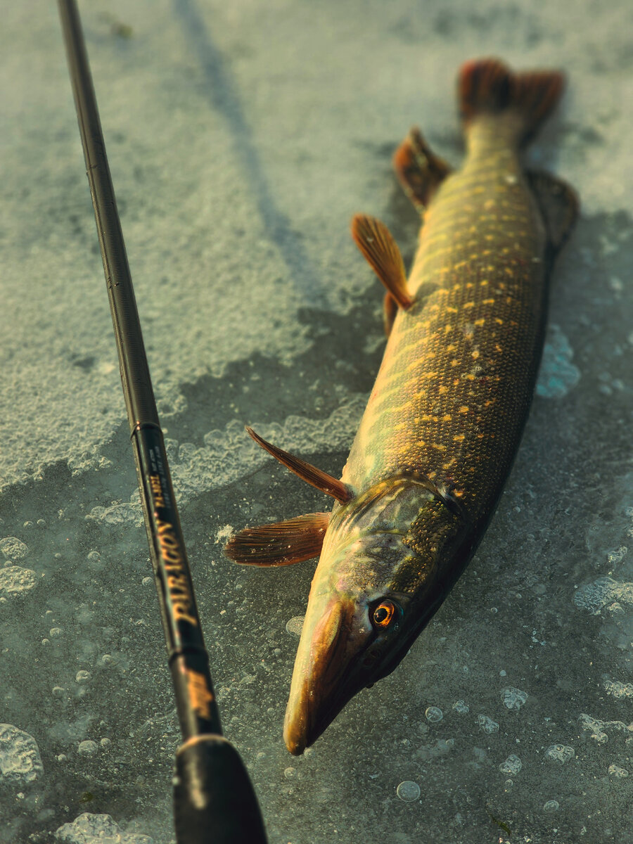 Весеннее золото