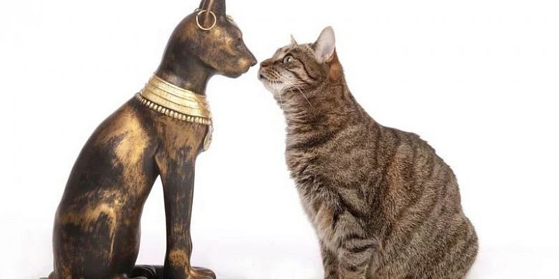 Ни одно существо на земле не может похвастаться таким феноменальным умением расположить к себе, как это способна сделать обычная кошка.