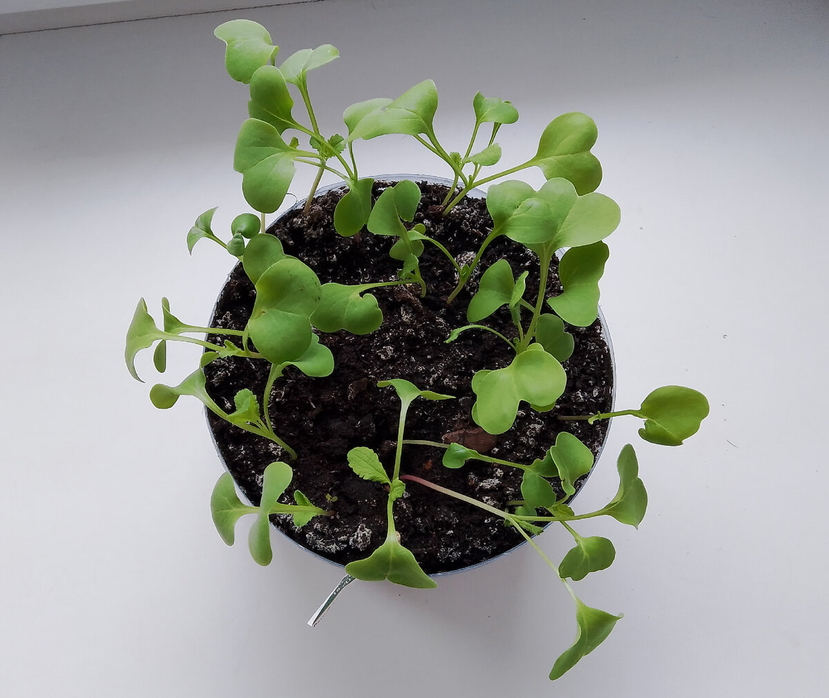 Результат спустя 11 дней