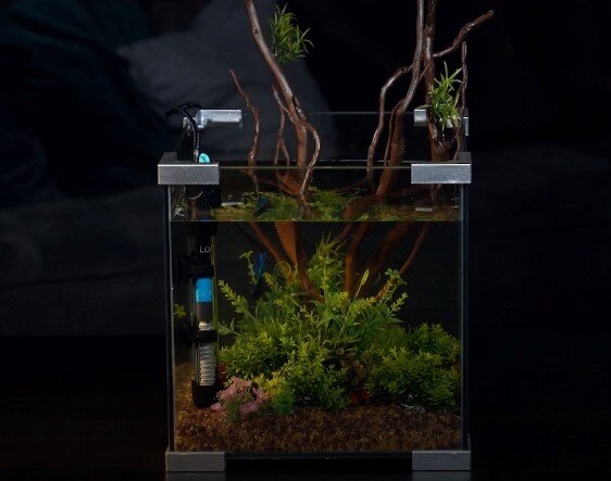 На фото – электроводонагреватель с терморегулятором Laguna AQUA для создания постоянной температуры в аквариуме.