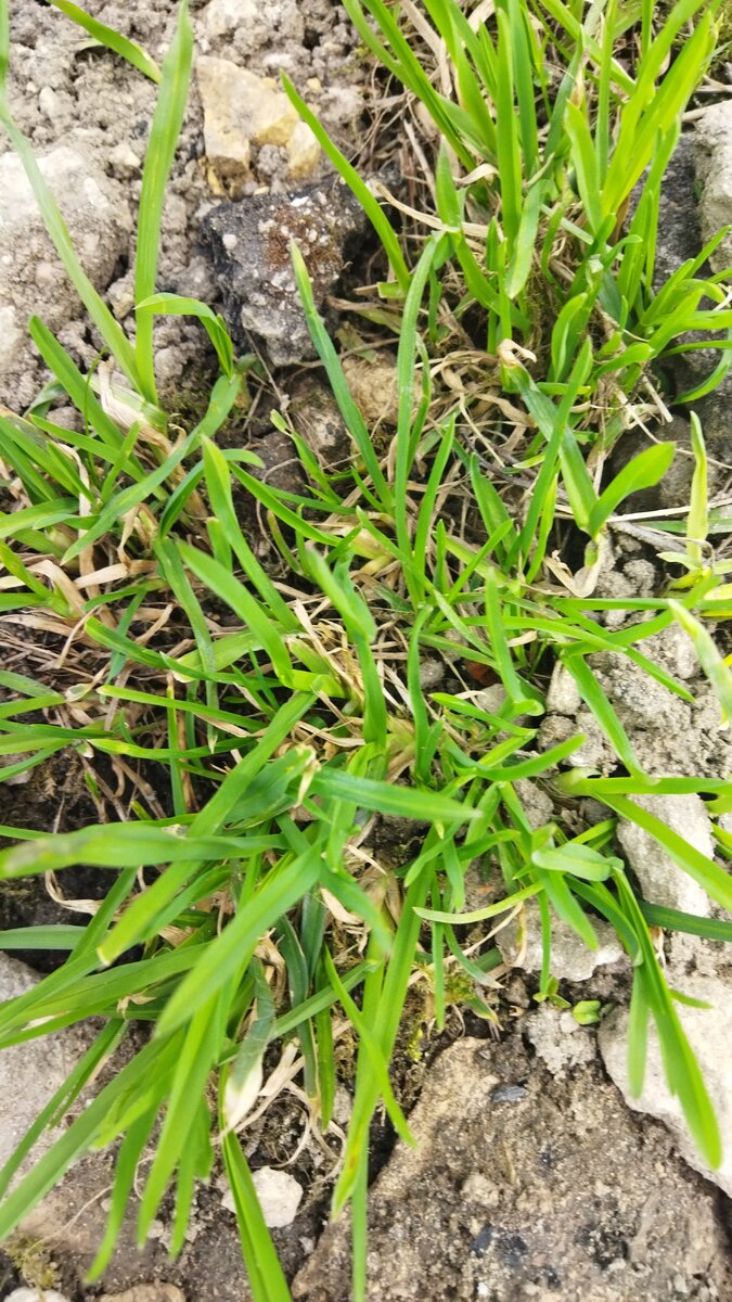 Фото мое. Травка молодая.