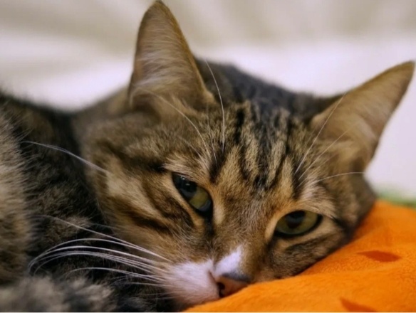 Как понять, что у кошки рак