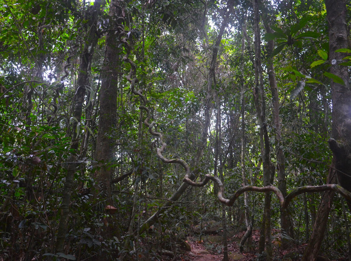 Джунгли острова Ко Куд. Тут всегда полумрак, даже когда ярко светит Солнце. Фото автора.