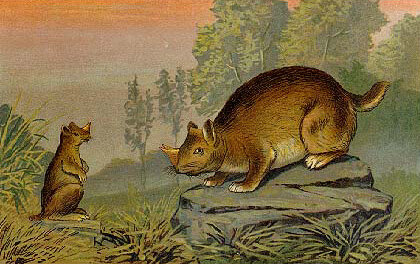 Парочка Цератоглавусов. Иначе их ещё называли Рогатыми Гоферами