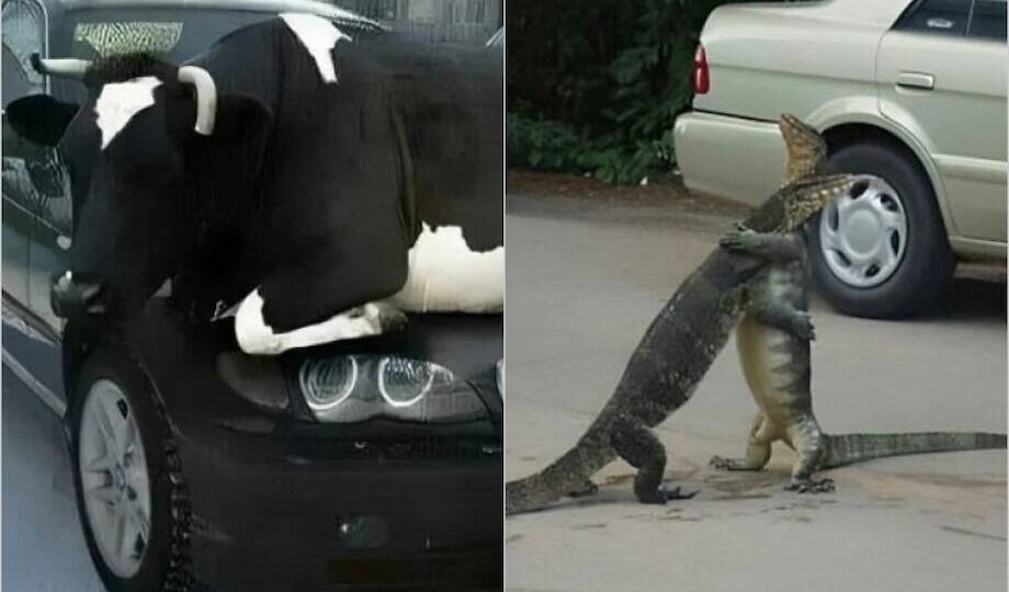 15 смешных животных, которые могли бы стать мемами