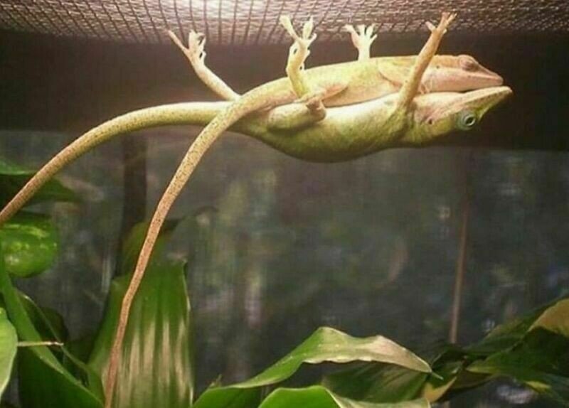    15 смешных животных, которые могли бы стать мемами