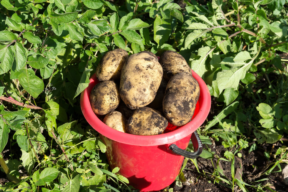    Картофель сорта 'Адретта'